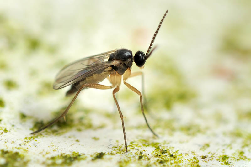 Una imagen horizontal de primer plano de una mosca de mosquito de hongos representada en un fondo de enfoque suave.