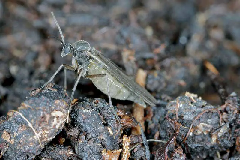 Una imagen horizontal de primer plano de un mosquito de hongos de alas oscuras (Sciaridae) en la superficie del suelo.