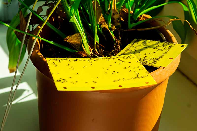 Una imagen horizontal de primer plano de una planta doméstica que crece en un recipiente con trampas pegajosas amarillas con muchas plagas adheridas a ellas.