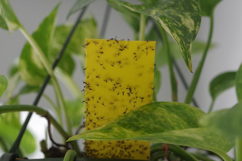 Una imagen horizontal de primer plano de una trampa pegajosa amarilla colocada en una maceta de plantas de interior que está cubierta de mosquitos de hongos.