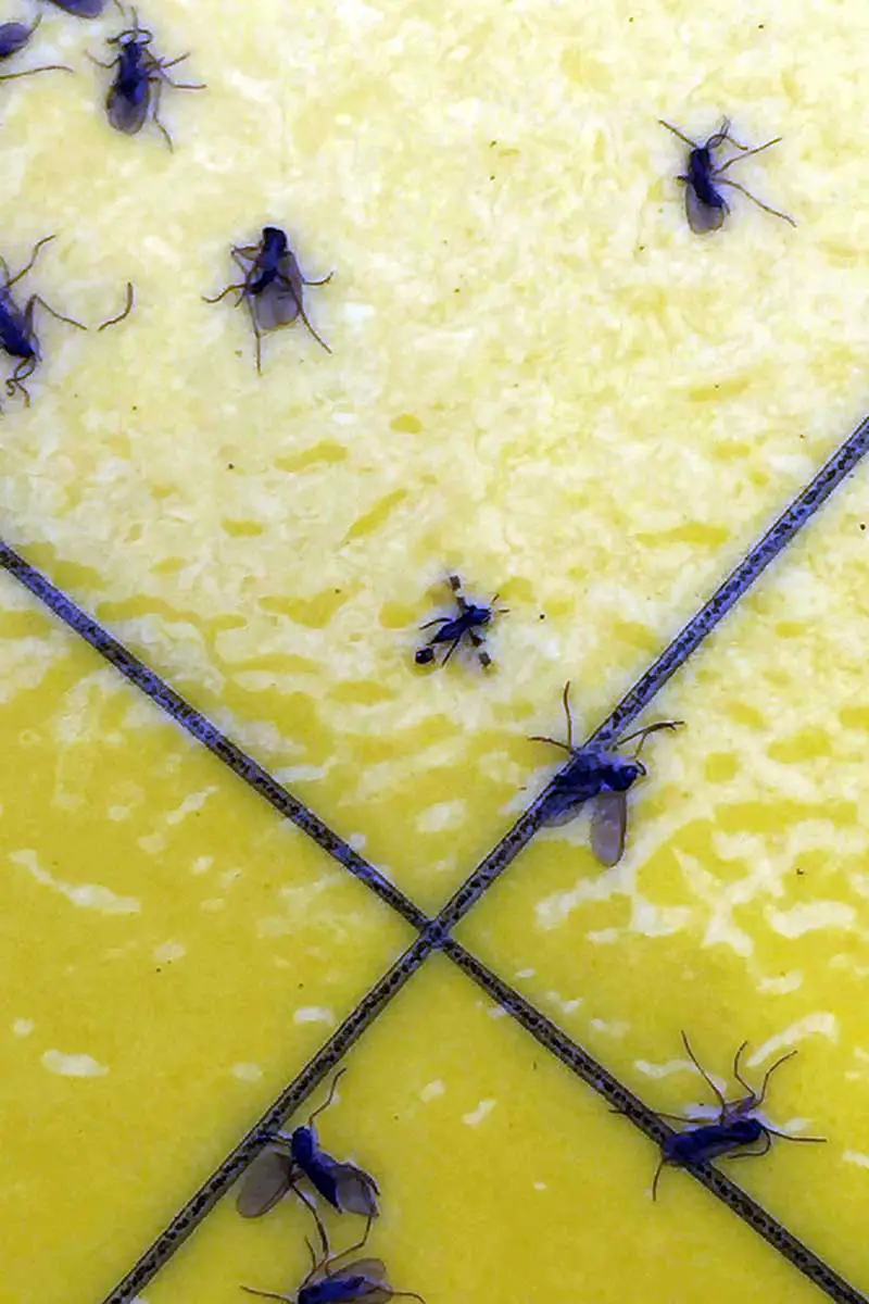 Una imagen vertical de primer plano de una trampa pegajosa amarilla con varias plagas de plantas domésticas oscuras pegadas a la superficie.
