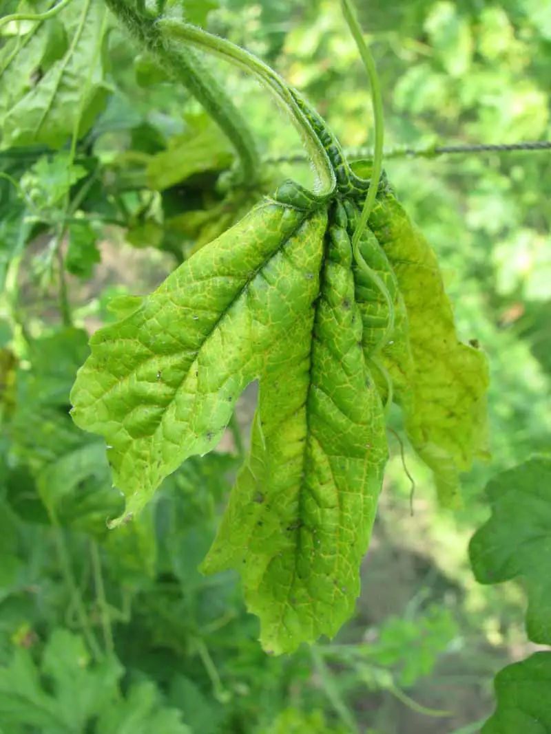 Una imagen vertical de una planta que sufre marchitamiento por Fusarium, una infección fúngica que eventualmente mata la planta.