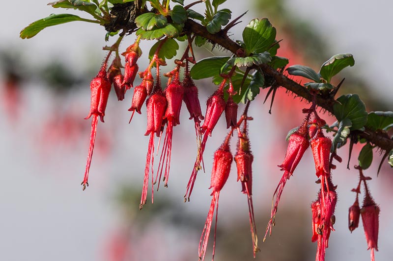 Un primer plano de las bonitas flores rojas y las viciosas espinas del arbusto de grosella espinosa floreciente fucsia.