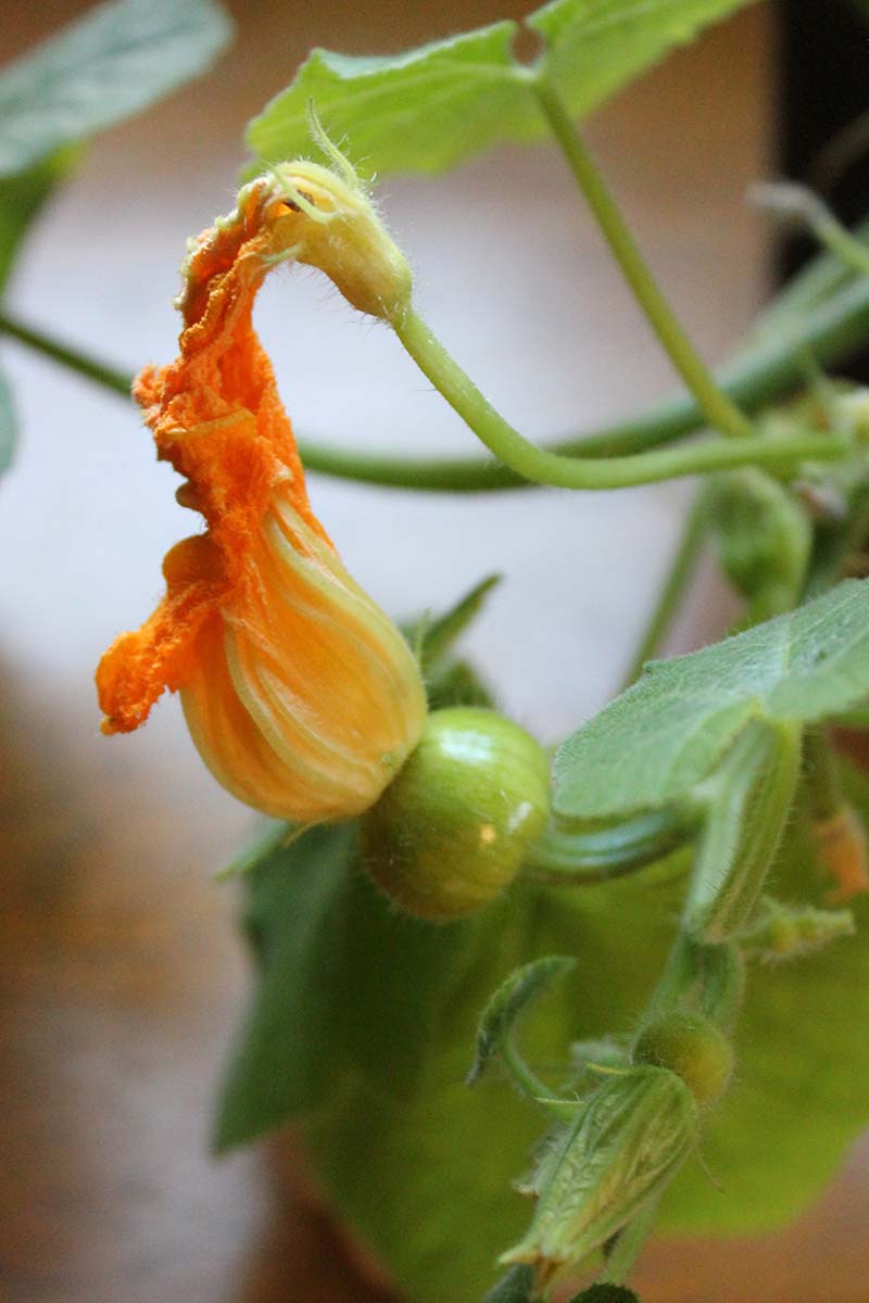 Una imagen vertical de flores de calabaza macho y hembra aparentemente fusionadas para la polinización, con una pequeña calabaza en desarrollo debajo de la flor femenina, representada en un fondo de enfoque suave.