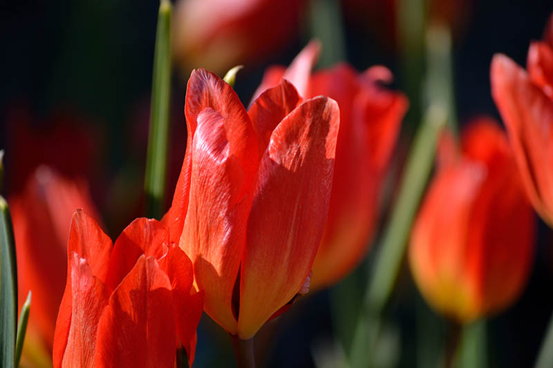 Una imagen horizontal de primer plano de las flores de tulipán rojas 'Fusilier' representadas en un fondo de enfoque suave.