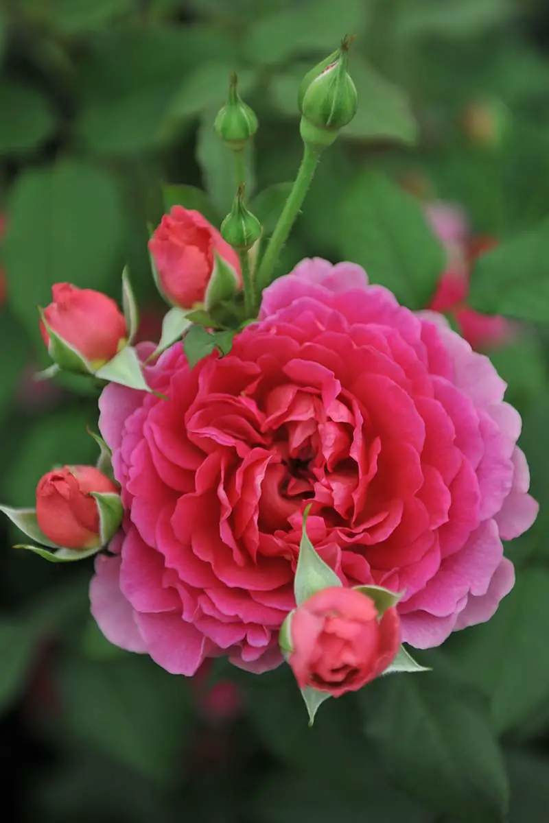 Una imagen vertical de primer plano de una flor rosa brillante 'Gabriel Oak' representada en un fondo de enfoque suave.