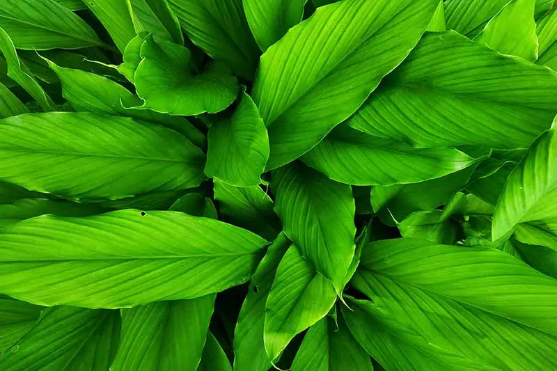 Una imagen horizontal de primer plano del follaje verde brillante de Alpinia galanga que crece en el jardín.