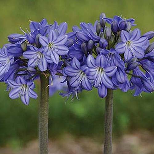 Una imagen cuadrada de primer plano de las flores 'Galaxy Blue' que crecen en el jardín representadas en un fondo de enfoque suave.