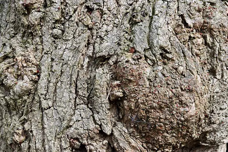 Una imagen horizontal de cerca de una rebaba o burl en la madera de un tronco de árbol.
