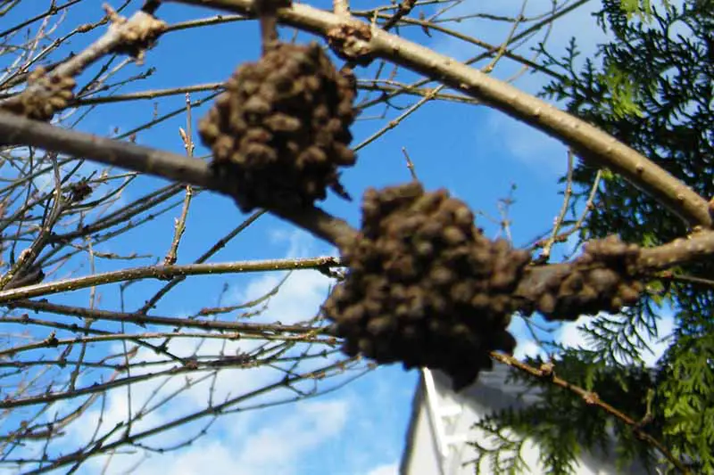 Una imagen horizontal de cerca de un arbusto que sufre de una enfermedad que causa el desarrollo de agallas en un fondo de cielo azul.