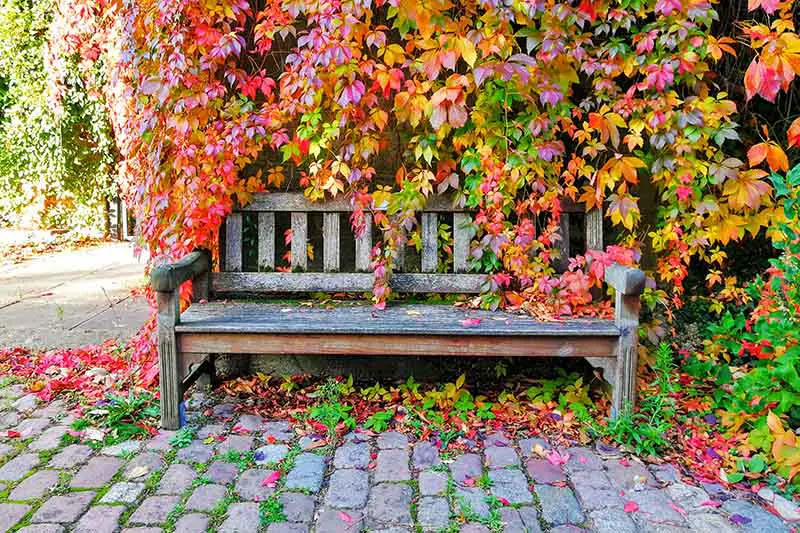 Un banco de madera desgastada sobre una superficie adoquinada, con enredaderas en cascada en otoño.  La planta tiene hojas rojas, amarillas, naranjas y verdes en abundancia.  El sol brillante ilumina la escena.