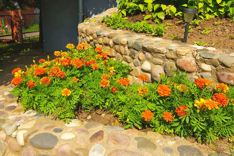 Un borde de jardín lleno de caléndulas rojas y naranjas brillantes, con un muro de piedra en el fondo, fotografiado bajo la luz del sol.