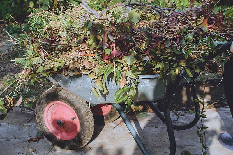 Una carretilla gris con una rueda roja, apilada con ramas, hojas y otros desechos del jardín, sobre una superficie de hormigón bajo el sol otoñal.