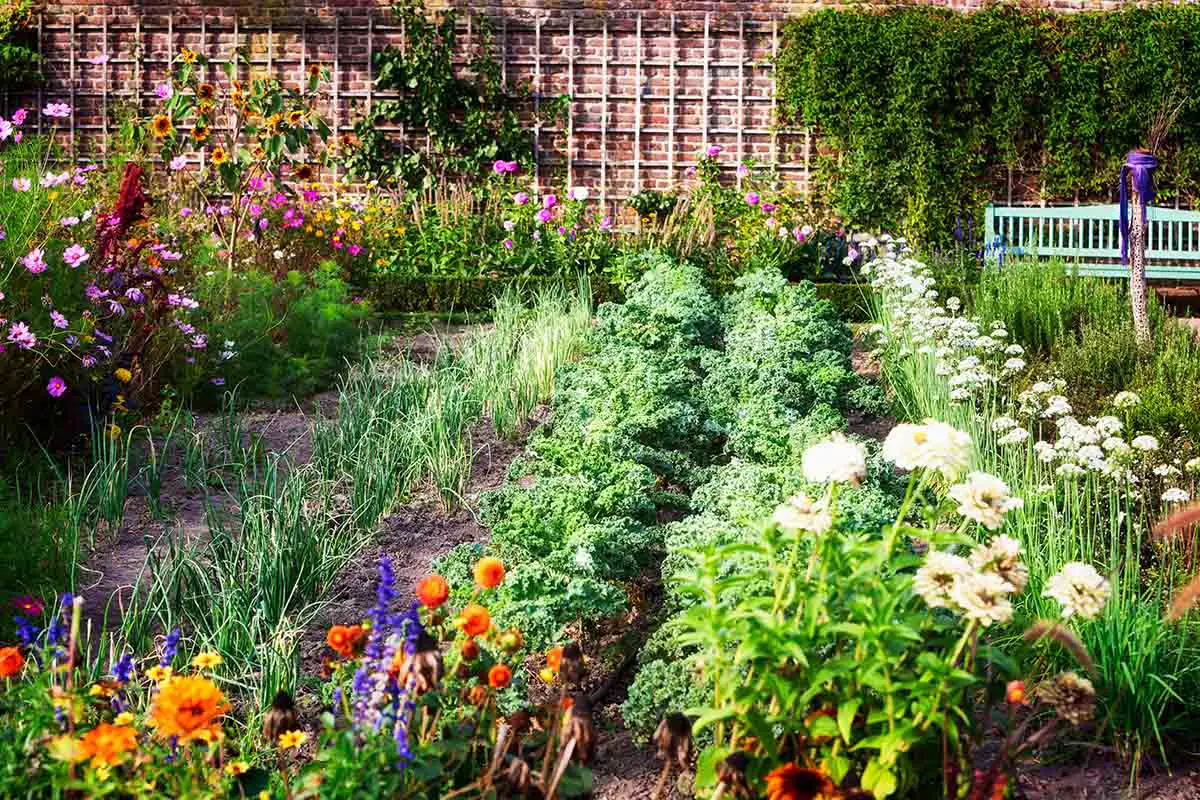 Una escena de jardín que muestra hileras de vegetales, flores y bordes perennes, fotografiada bajo un sol brillante.
