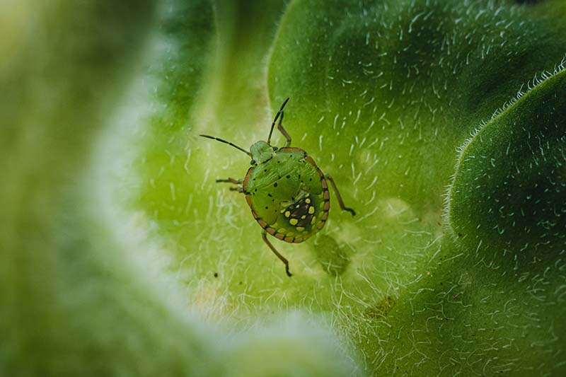 Una imagen horizontal de primer plano de un insecto en la hoja de una planta.