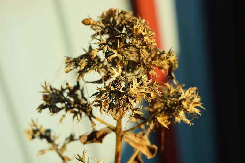 Un primer plano de una cabeza de semilla de phlox seca representada en el sol de otoño.