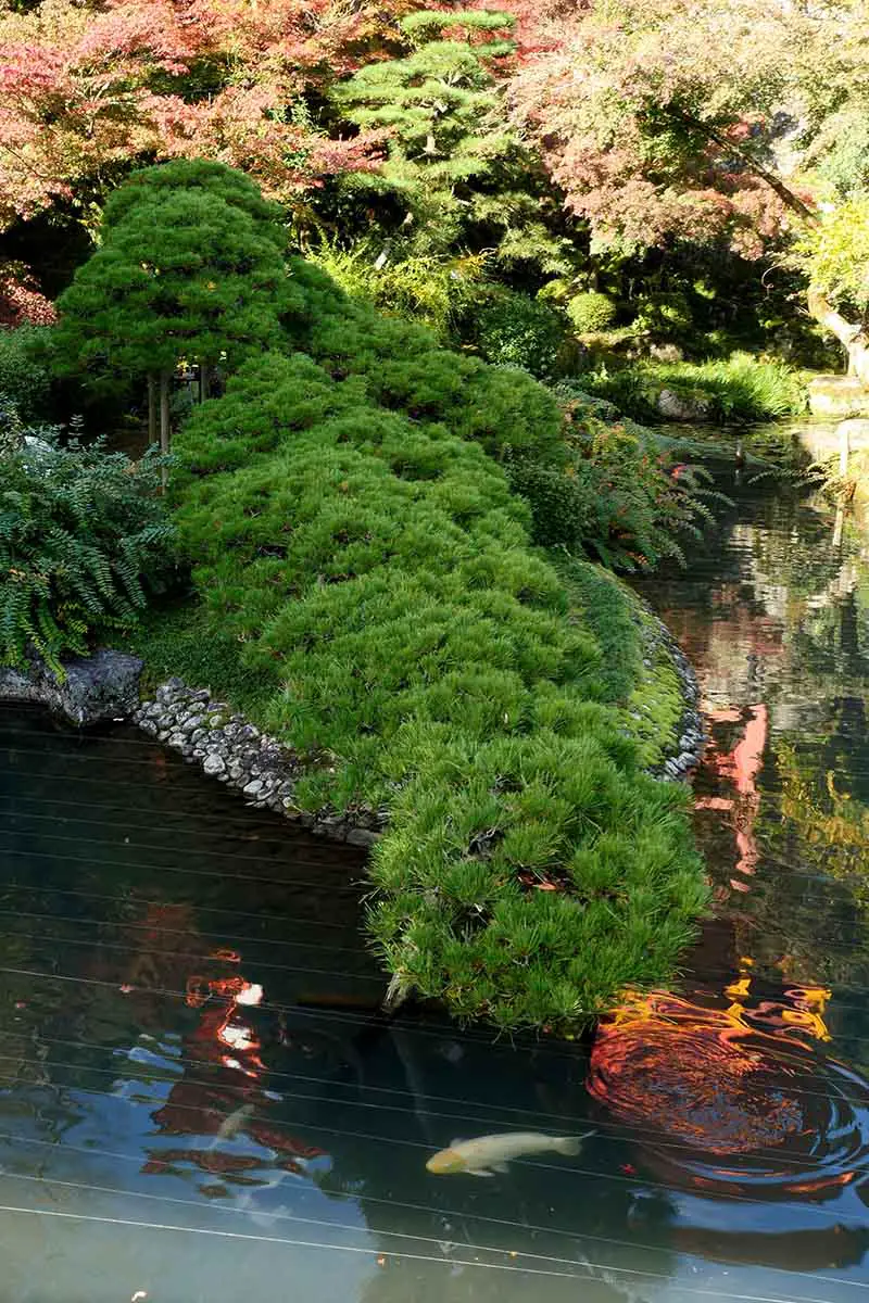Un lago en un bosque, con un pez blanco en primer plano, vegetación verde brillante en una pequeña península que se adentra en el agua.  Los árboles del fondo tienen colores otoñales, a la luz del sol.