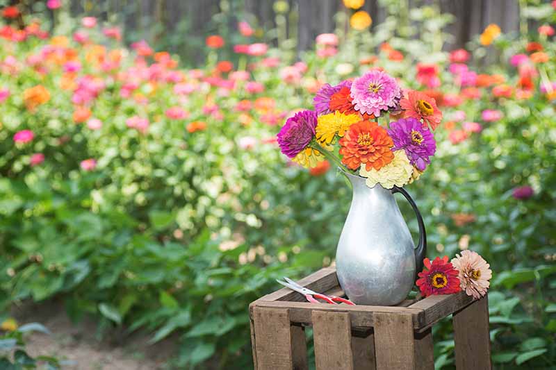 Una imagen horizontal de un jarrón de metal lleno de flores cortadas de colores brillantes sobre una caja de madera con un borde de jardín con un enfoque suave en el fondo.
