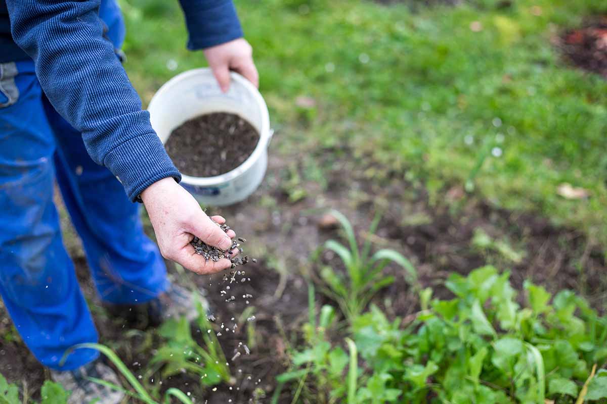 Una imagen horizontal de un jardinero aplicando fertilizante a la huerta.
