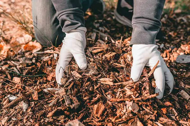 Una imagen horizontal de primer plano de un jardinero con guantes al aplicar mantillo.