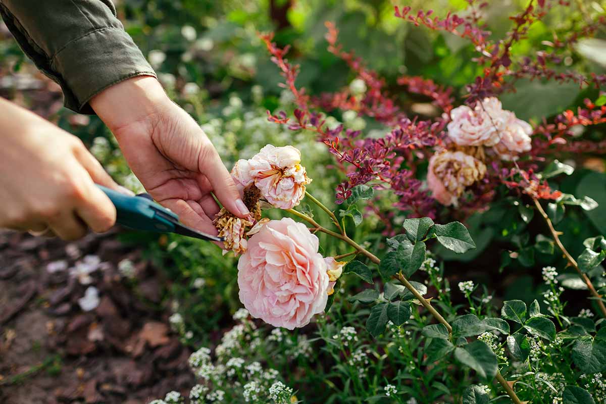 Una imagen horizontal de primer plano de un jardinero que mata las flores gastadas de un rosal en otoño.