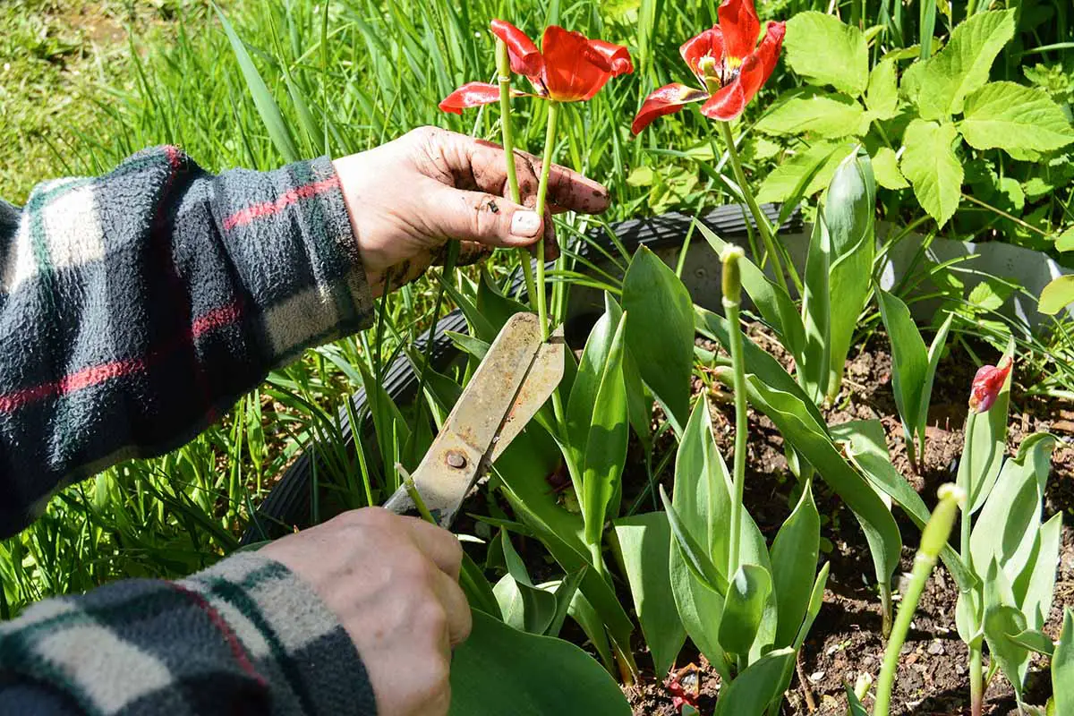 Una imagen horizontal de primer plano de las manos de un jardinero desde la izquierda del marco matando plantas en flor en el jardín.