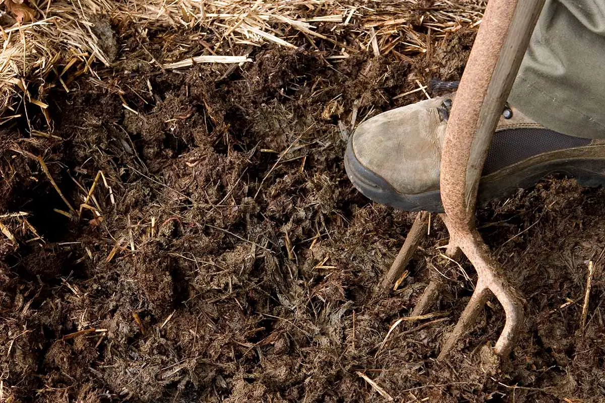Una imagen horizontal de primer plano de un jardinero cavando un montón de estiércol con un tenedor de jardín.