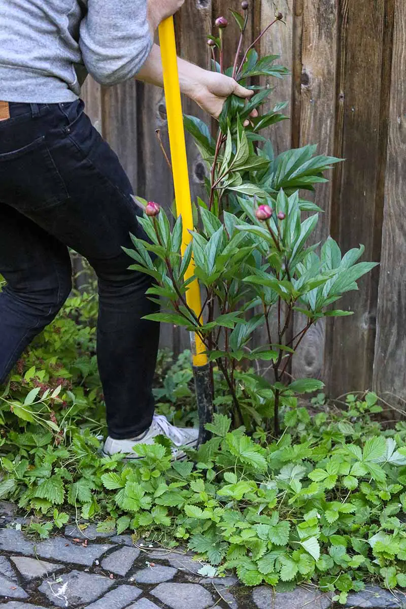Una imagen vertical de cerca de un jardinero usando una pala para desenterrar una planta de peonía.