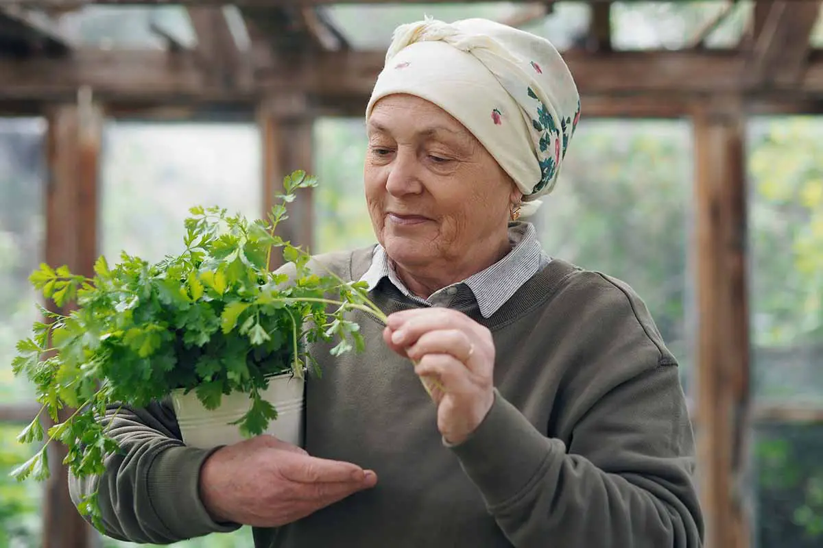 Una imagen horizontal de primer plano de un jardinero sosteniendo una planta de cilantro en maceta en un invernadero.