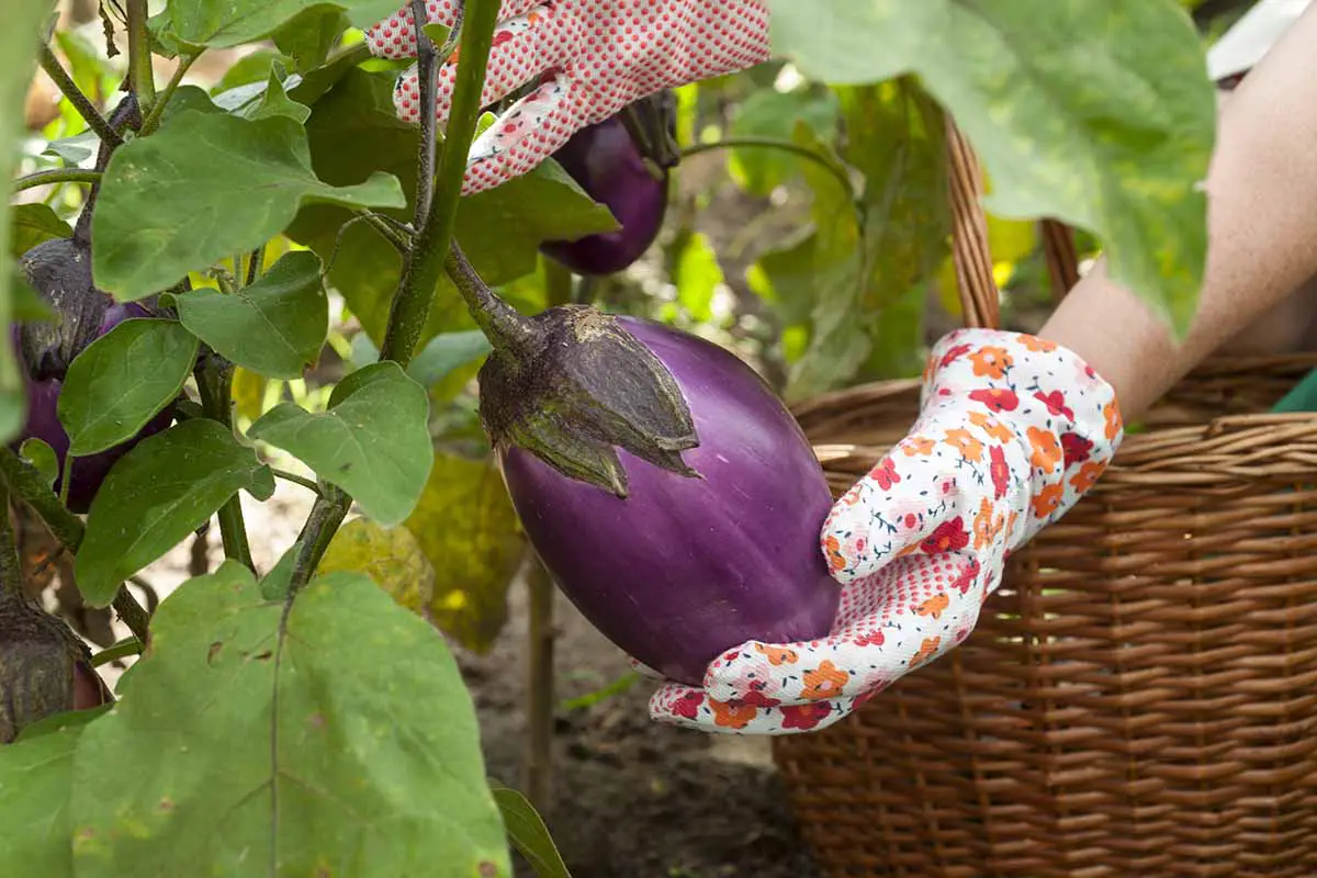 Una imagen horizontal de primer plano de un jardinero con guantes para cosechar una berenjena madura del jardín.