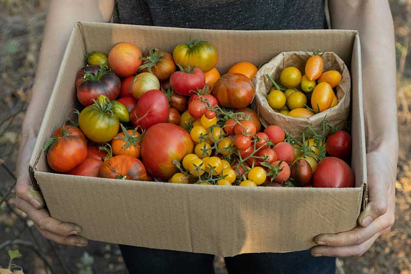 Una imagen horizontal de primer plano de un jardinero sosteniendo una caja de cartón llena de tomates recién cosechados en todas las formas y tamaños.