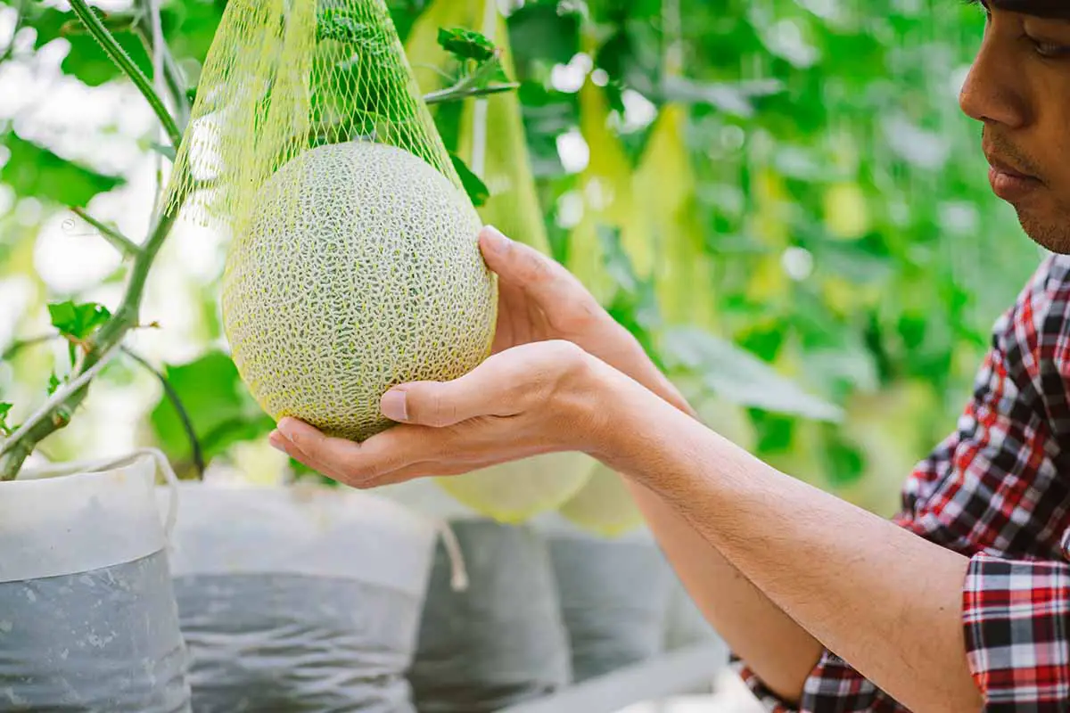 Una imagen horizontal de primer plano de un jardinero inspeccionando un melón que crece en la vid sostenido por una malla de plástico.