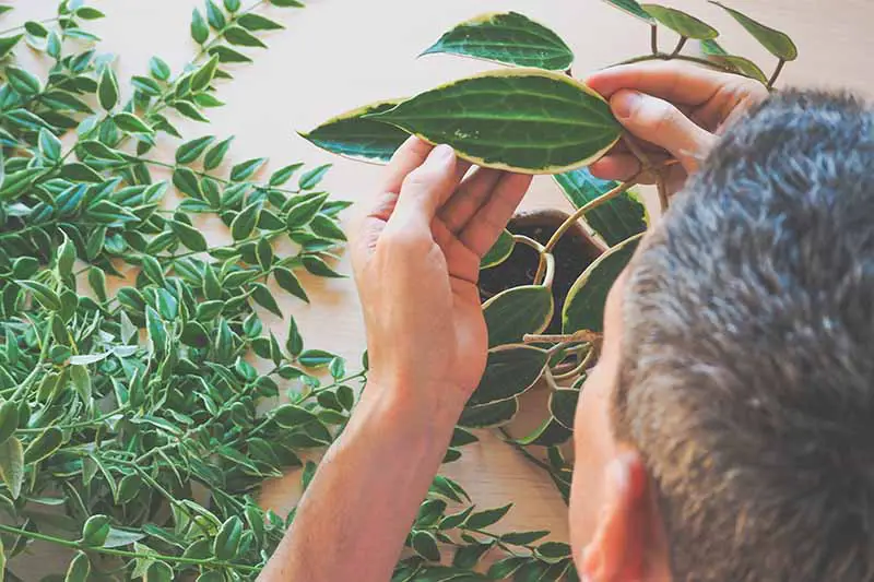 Una imagen horizontal de primer plano de un jardinero revisando sus plantas de interior en busca de signos de enfermedad e infestación.