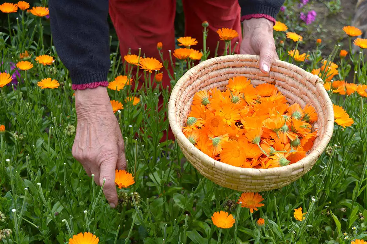 Una imagen horizontal de un jardinero recogiendo flores de caléndula y colocándolas en una cesta de mimbre.