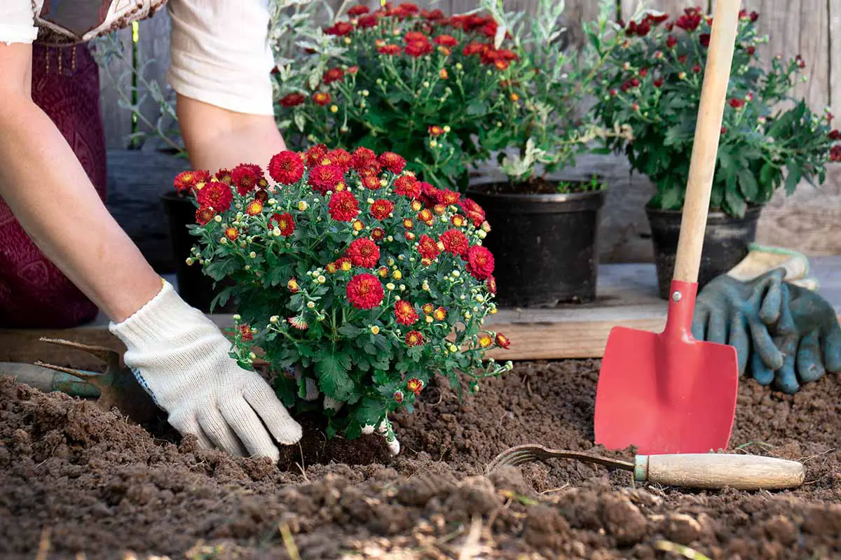 Una imagen horizontal de primer plano de un jardinero plantando crisantemos rojos en el jardín.