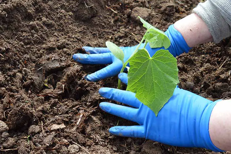 Una imagen horizontal de primer plano de dos manos desde la derecha del marco usando guantes de plástico azules plantando una plántula en el jardín.