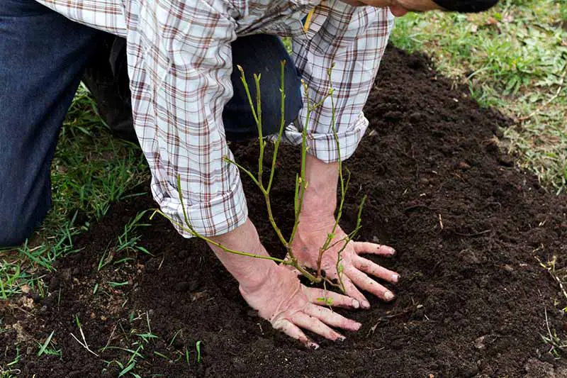 Una imagen horizontal de primer plano de un jardinero plantando un arbusto en el jardín.
