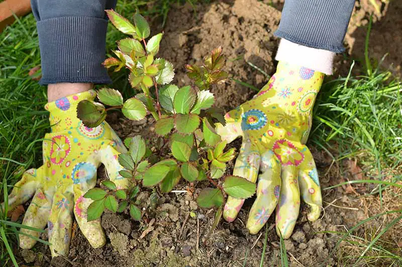Una imagen horizontal de cerca de dos manos enguantadas plantando un arbusto en el jardín.