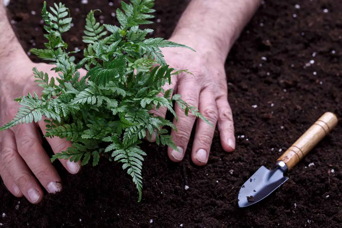 Una imagen horizontal de primer plano de un jardinero plantando una pequeña plántula en un suelo oscuro y rico en el jardín.