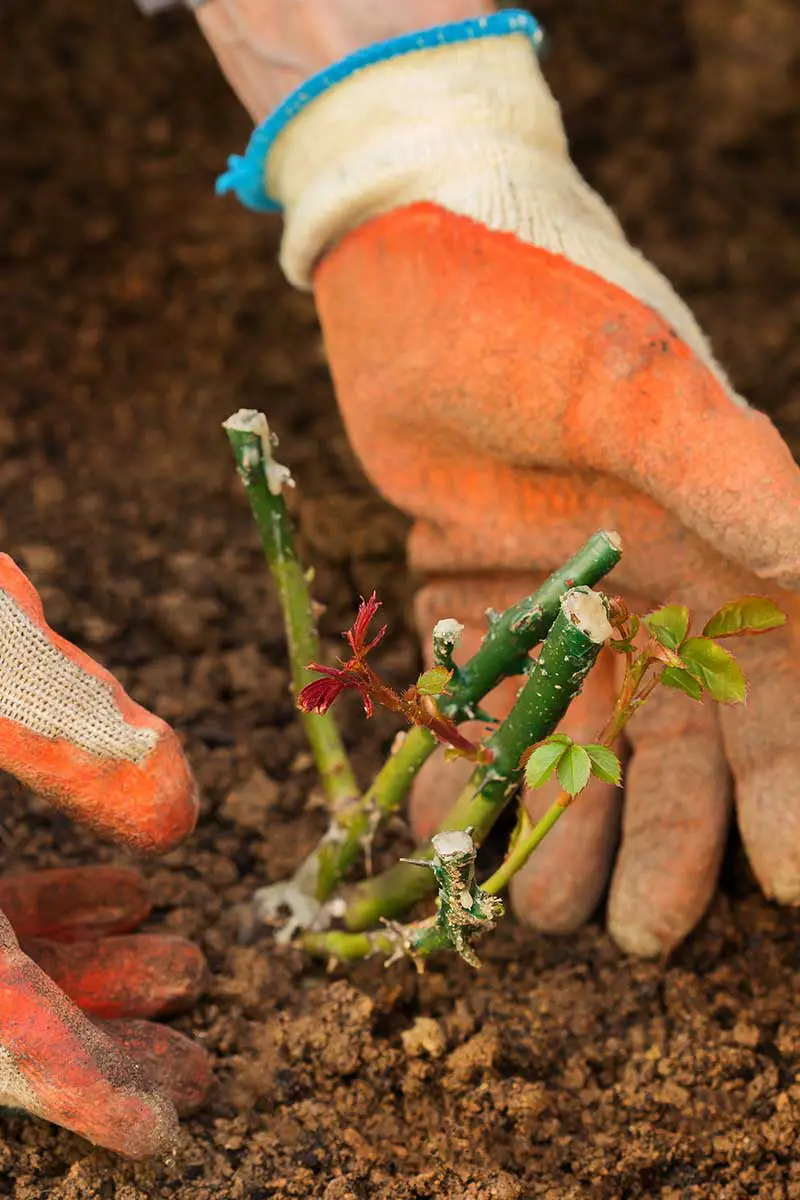 Una imagen vertical de cerca de manos enguantadas plantando una plántula de rosa en un suelo rico.