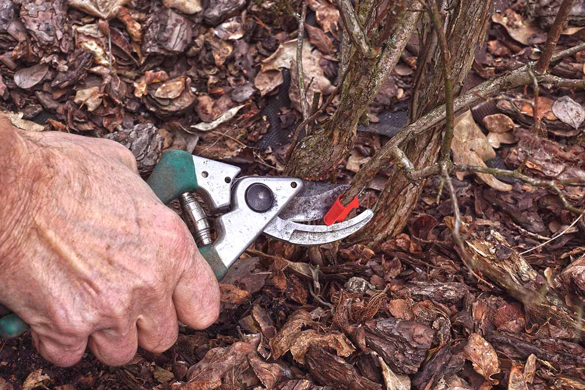 Una imagen horizontal de primer plano de un jardinero que usa tijeras de podar para cortar las ramas de una planta en el jardín.