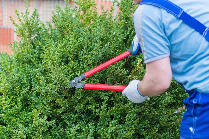 Una imagen horizontal de primer plano de un jardinero desde la derecha del marco que usa unas tijeras de podar grandes para recortar un arbusto en el jardín.