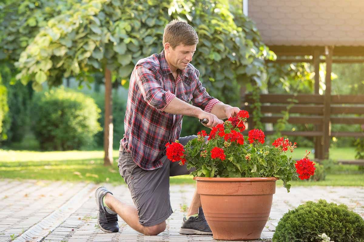 Una imagen horizontal de cerca de un jardinero podando geranios rojos que crecen en una maceta de terracota en el patio.
