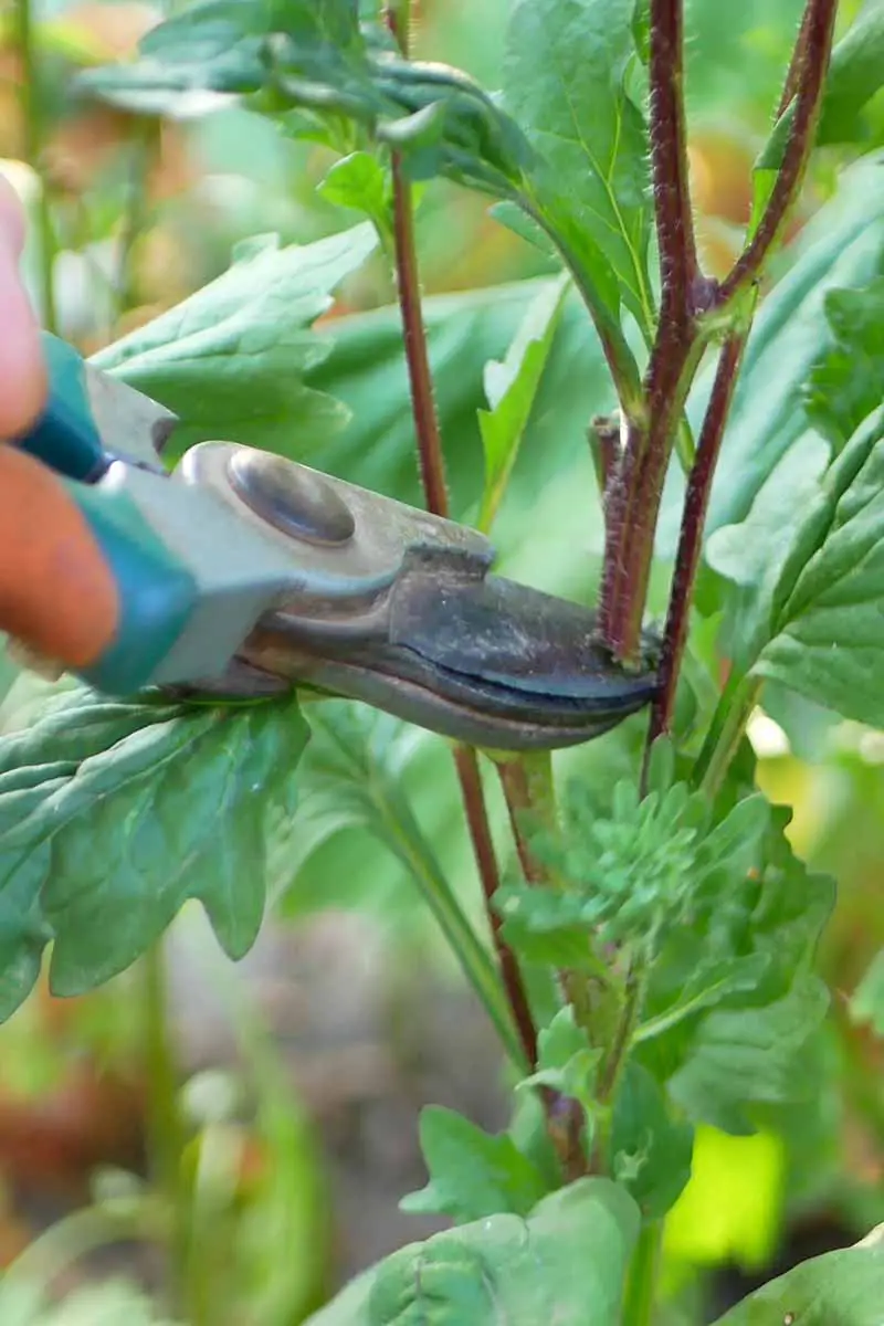 Una imagen vertical de cerca de un jardinero usando un par de podadoras para cortar los tallos de una planta que crece en el jardín.