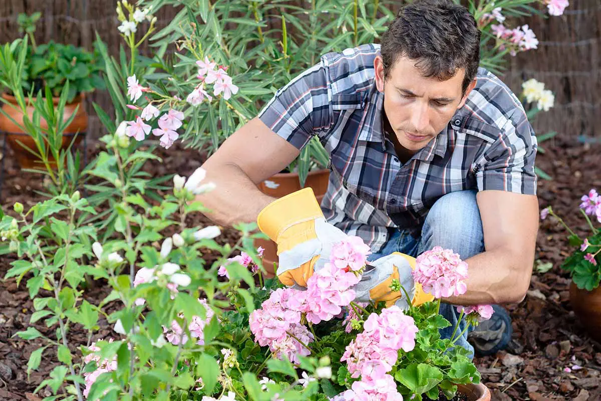 Un primer plano de un jardinero recortando cuidadosamente las flores de geranio rosa en el jardín.