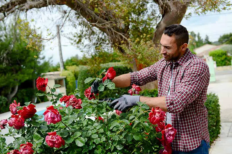 Una imagen horizontal de primer plano de un jardinero podando rosas creciendo en un jardín formal.