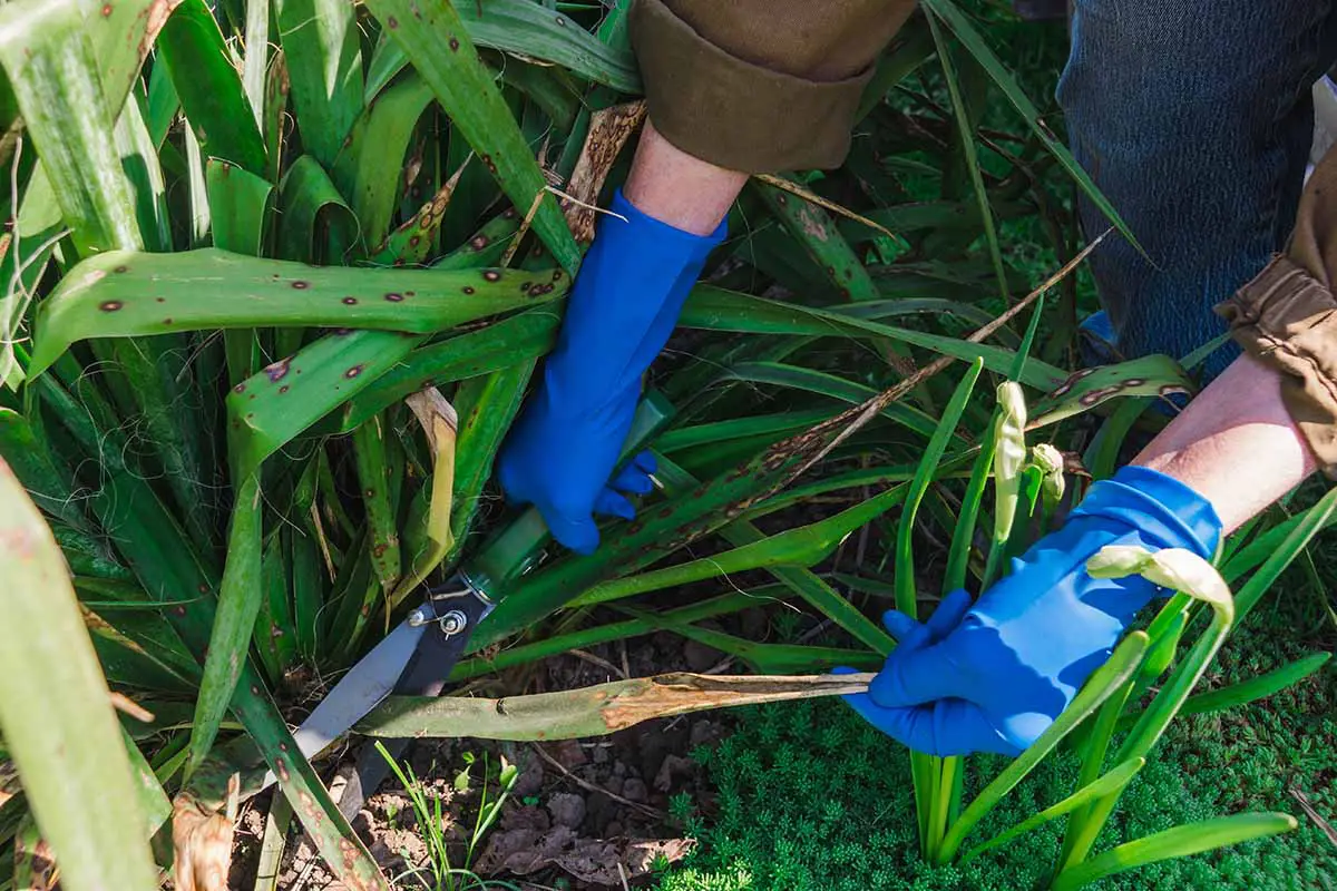 Una imagen horizontal de primer plano de un jardinero con guantes azules podando una planta de yuca con un par de tijeras.