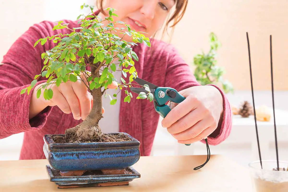 Una imagen horizontal de primer plano de un jardinero podando un bonsái en el interior.