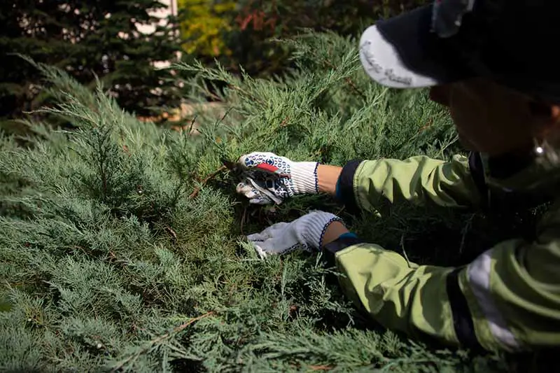 Una imagen horizontal de primer plano de un jardinero con guantes recortando un arbusto de enebro demasiado grande.