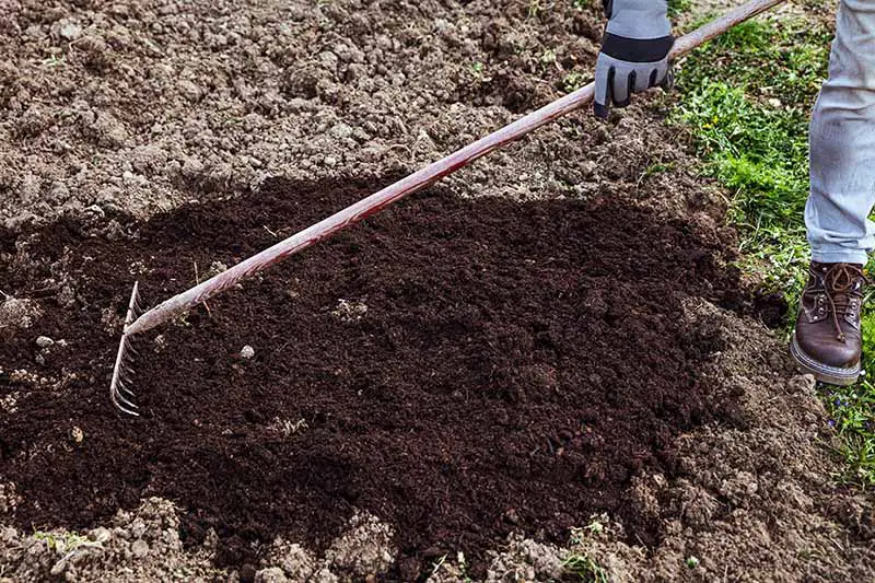 Una imagen horizontal de primer plano de un jardinero usando un rastrillo para aplicar compost al suelo.